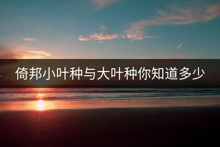 倚邦小葉種與大葉種你知道多少