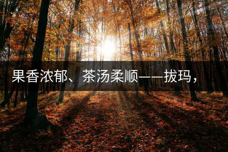 果香濃郁、茶湯柔順——拔瑪，南糯山最好的茶