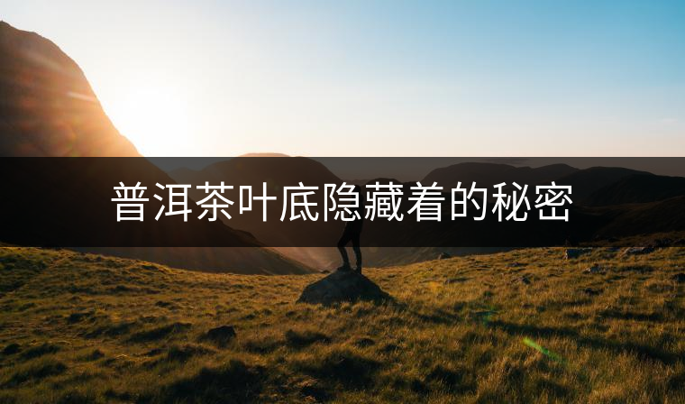 普洱茶葉底隱藏著的秘密