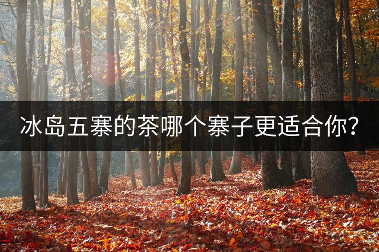 冰島五寨的茶哪個寨子更適合你？