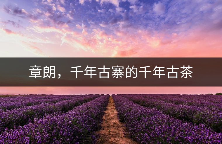 章朗，千年古寨的千年古茶