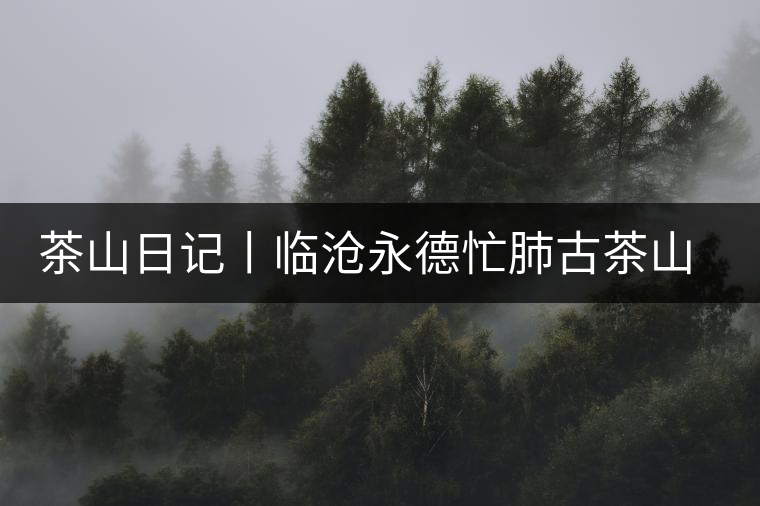 茶山日記丨臨滄永德忙肺古茶山（2）