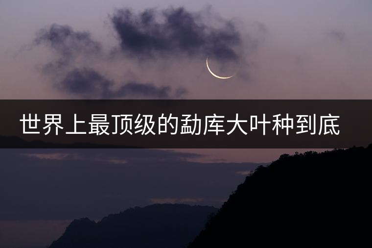 世界上最頂級的勐庫大葉種到底是什么？這篇文章講透了