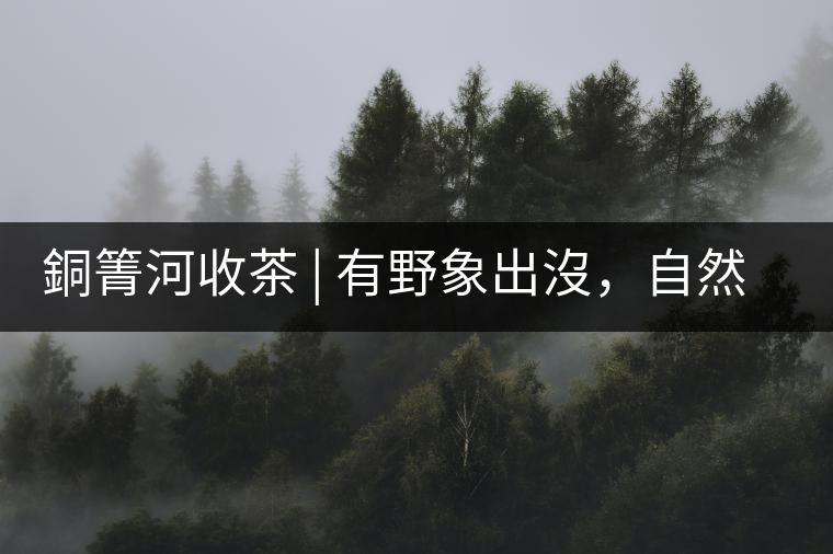 銅箐河收茶 | 有野象出沒(méi)，自然是好茶