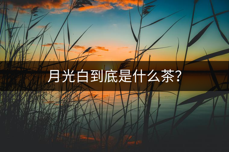 月光白到底是什么茶？