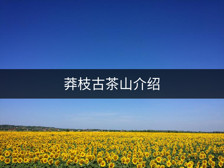 莽枝古茶山介紹 莽枝古茶山介紹