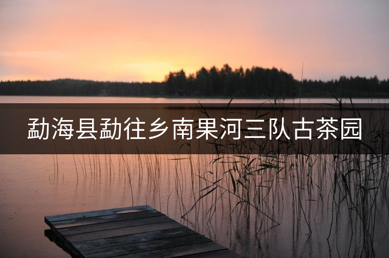 勐海縣勐往鄉(xiāng)南果河三隊古茶園