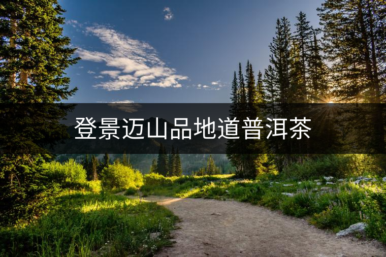登景邁山品地道普洱茶