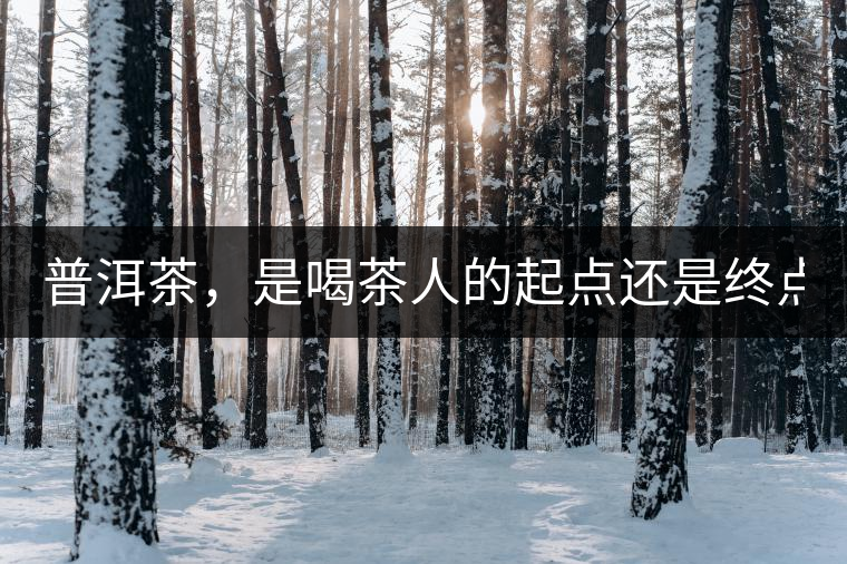 普洱茶，是喝茶人的起點(diǎn)還是終點(diǎn)？