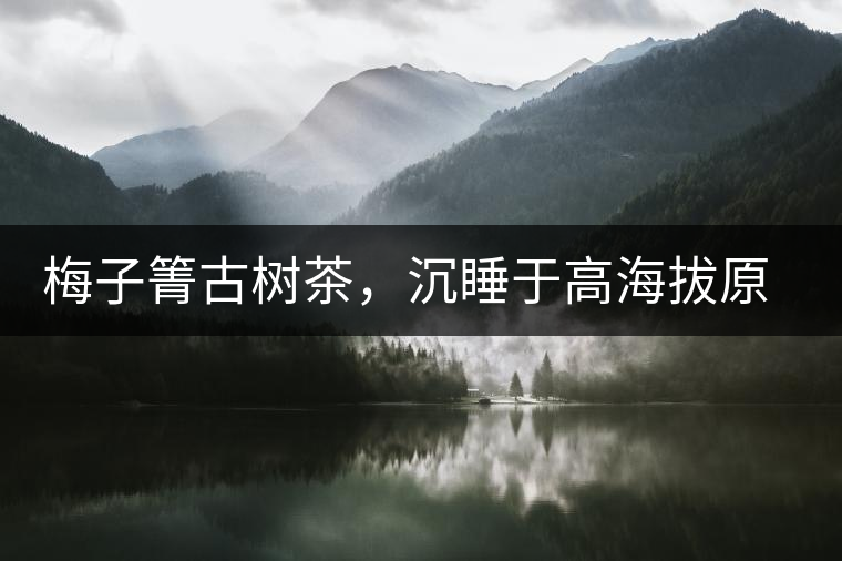 梅子箐古樹茶，沉睡于高海拔原生態(tài)的冰甜美人