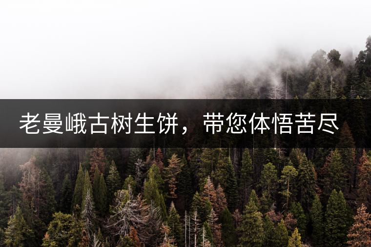 老曼峨古樹生餅，帶您體悟苦盡甘來的人生真諦