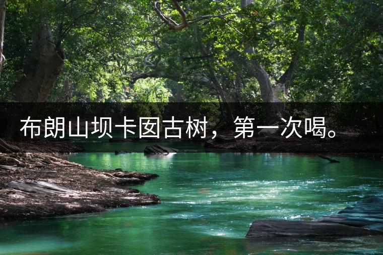 布朗山壩卡囡古樹，第一次喝。感覺不錯(cuò)，這茶不苦