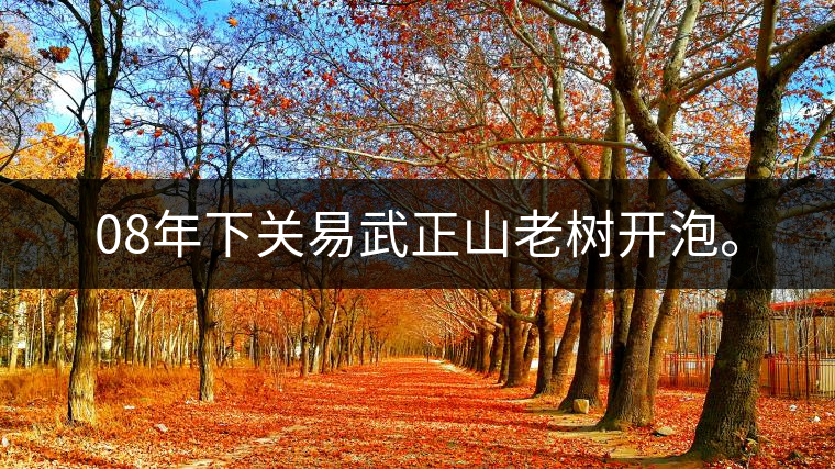 08年下關易武正山老樹開泡。