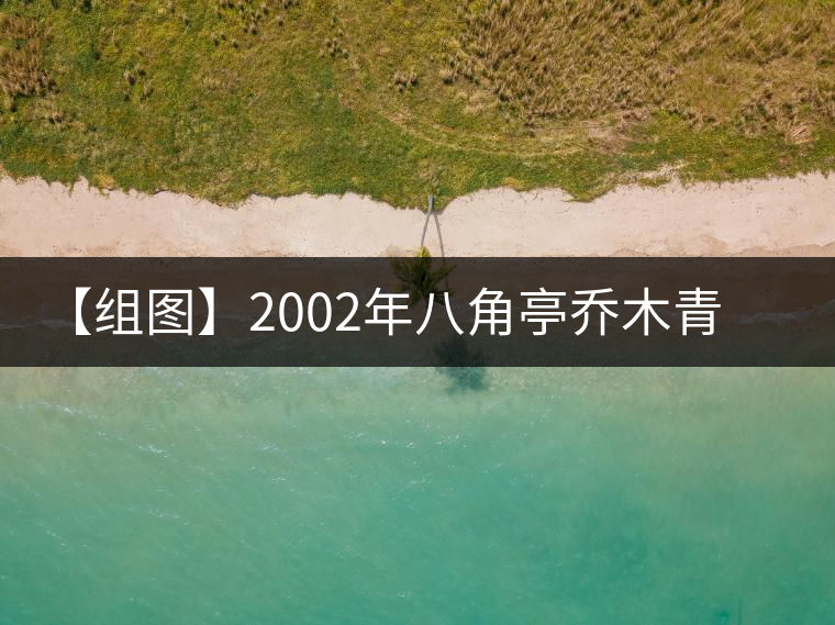 【組圖】2002年八角亭喬木青餅開湯