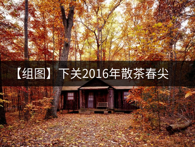 【組圖】下關(guān)2016年散茶春尖開湯