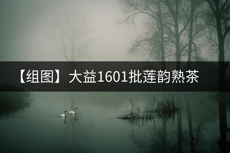 【組圖】大益1601批蓮韻熟茶開(kāi)湯