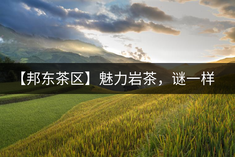 【邦東茶區(qū)】魅力巖茶，謎一樣的邦東！