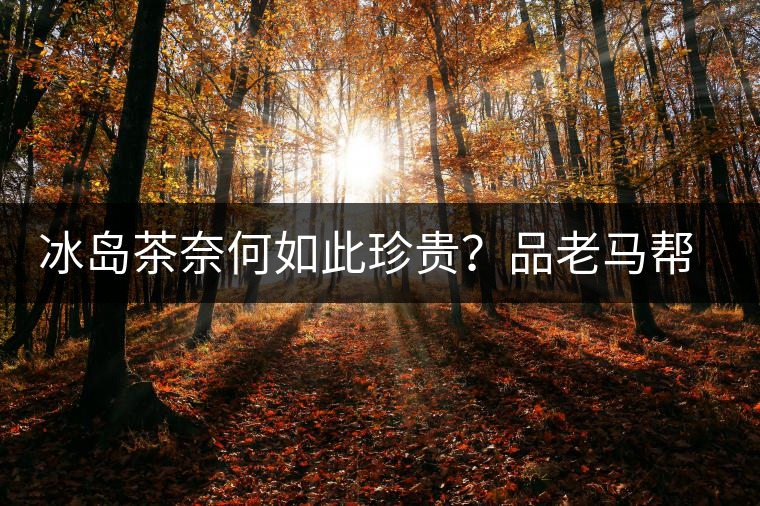 冰島茶奈何如此珍貴？品老馬幫之“冰島老寨”，答案在這里！
