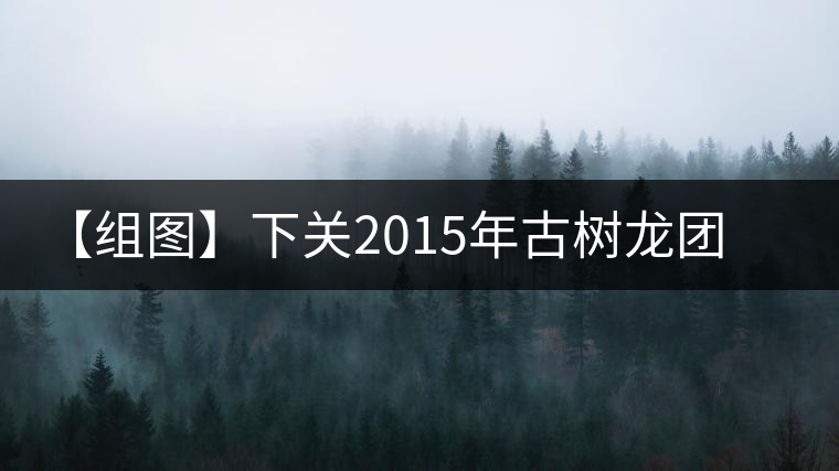 【組圖】下關(guān)2015年古樹龍團(tuán)茶開湯