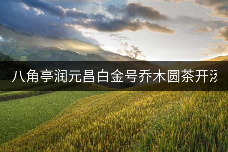 八角亭潤元昌白金號喬木圓茶開湯(圖閱) 八角亭潤元昌白金號喬木圓茶開湯(圖閱)