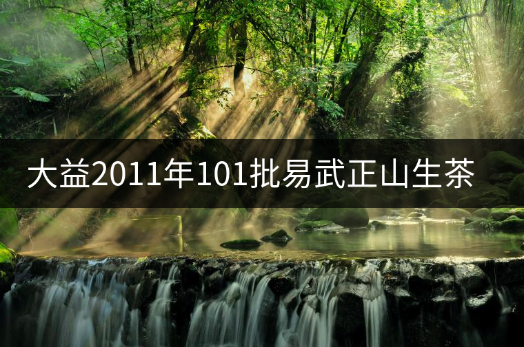大益2011年101批易武正山生茶開湯