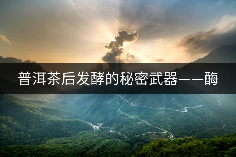 普洱茶后發(fā)酵的秘密武器——酶