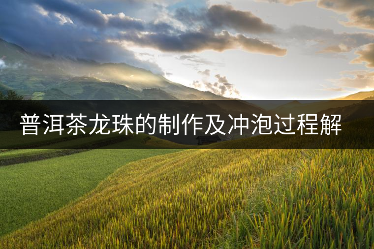 普洱茶龍珠的制作及沖泡過程解析