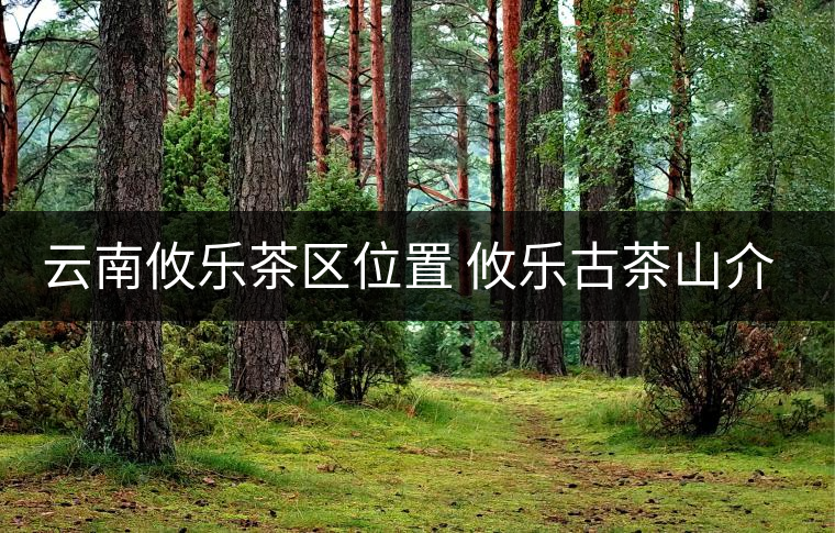 云南攸樂茶區(qū)位置 攸樂古茶山介紹