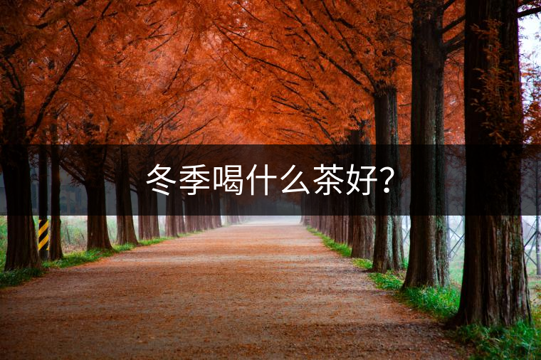 冬季喝什么茶好？