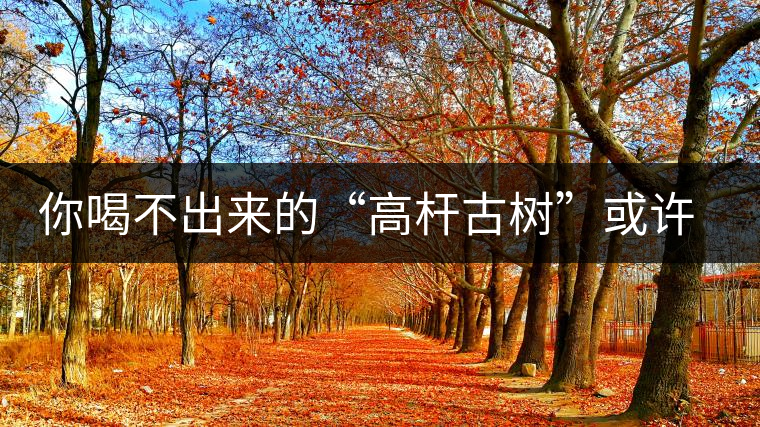 你喝不出來的“高桿古樹”或許就是一個(gè)偽概念、偽命題
