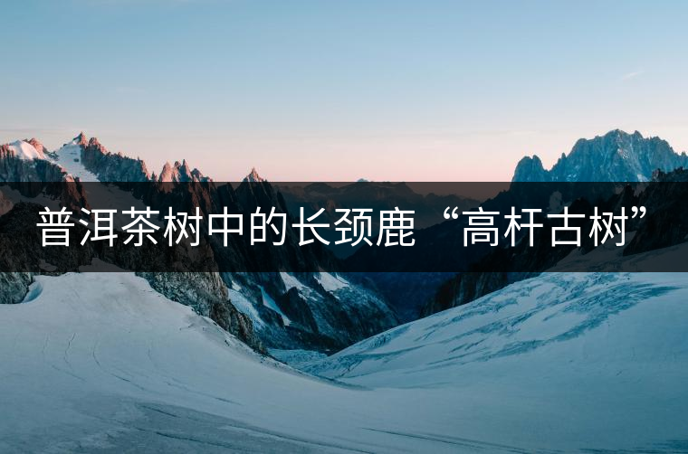 普洱茶樹中的長頸鹿“高桿古樹”！