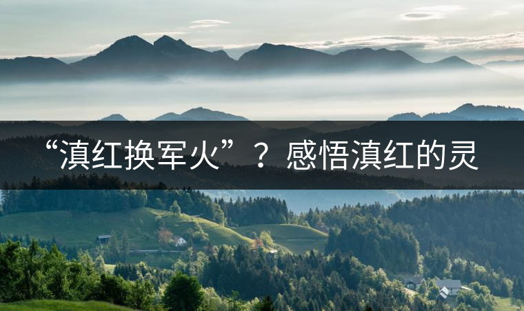 “滇紅換軍火”？感悟滇紅的靈與性！