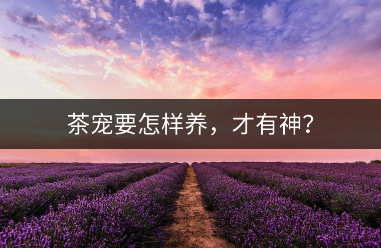 茶寵要怎樣養(yǎng)，才有神？