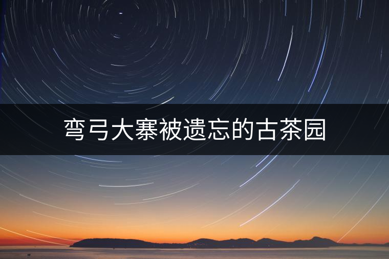 彎弓大寨被遺忘的古茶園