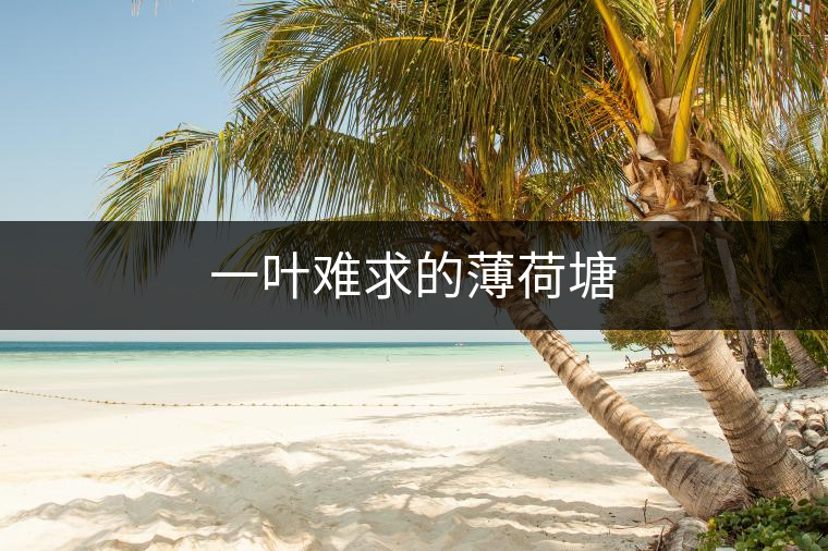 一葉難求的薄荷塘