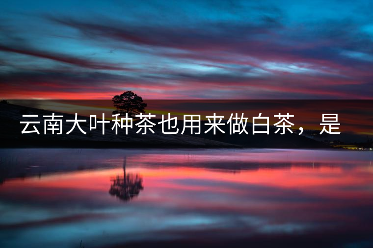 云南大葉種茶也用來做白茶，是真的好喝嗎？