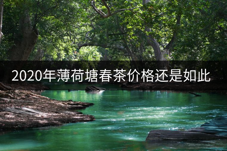 2020年薄荷塘春茶價格還是如此火爆嗎？