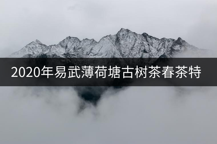 2020年易武薄荷塘古樹茶春茶特征