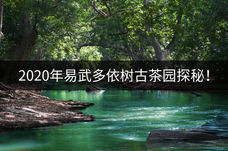 2020年易武多依樹古茶園探秘！