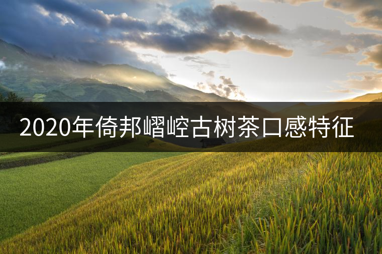 2020年倚邦嶍崆古樹茶口感特征！