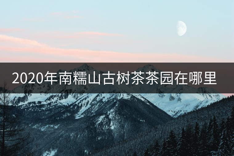 2020年南糯山古樹茶茶園在哪里？