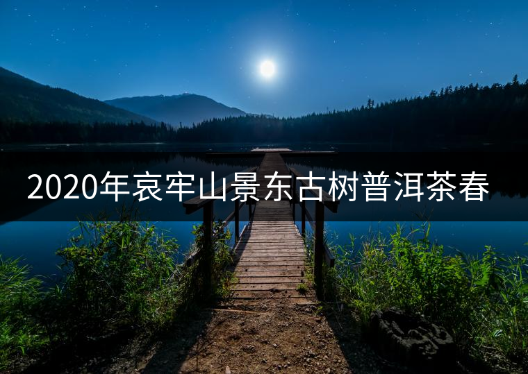 2020年哀牢山景東古樹普洱茶春茶特點 2020年哀牢山景東古樹普洱茶春茶特點