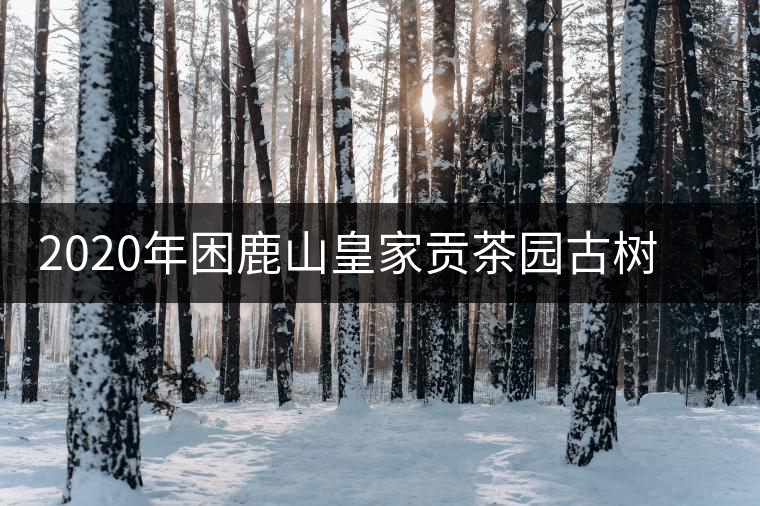 2020年困鹿山皇家貢茶園古樹春茶價格特點