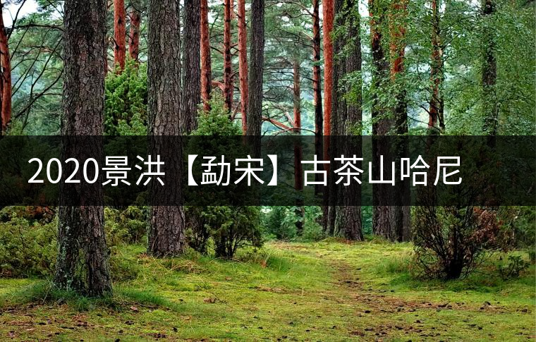 2020景洪【勐宋】古茶山哈尼年“嘎湯帕”圓滿結(jié)束，我們明年見(jiàn)