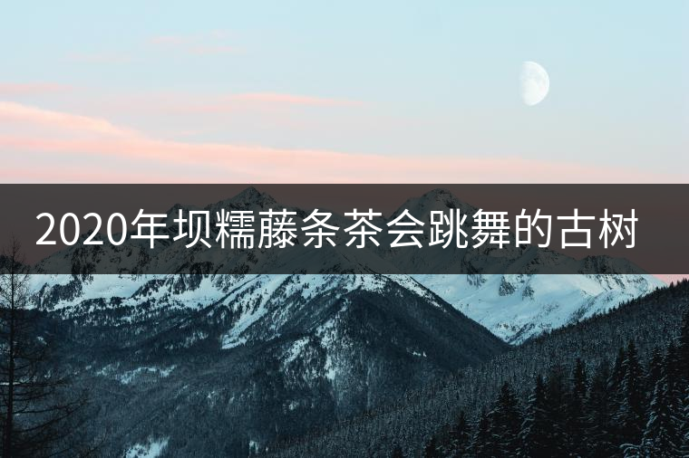 2020年壩糯藤條茶會跳舞的古樹茶，堪稱天下一絕！