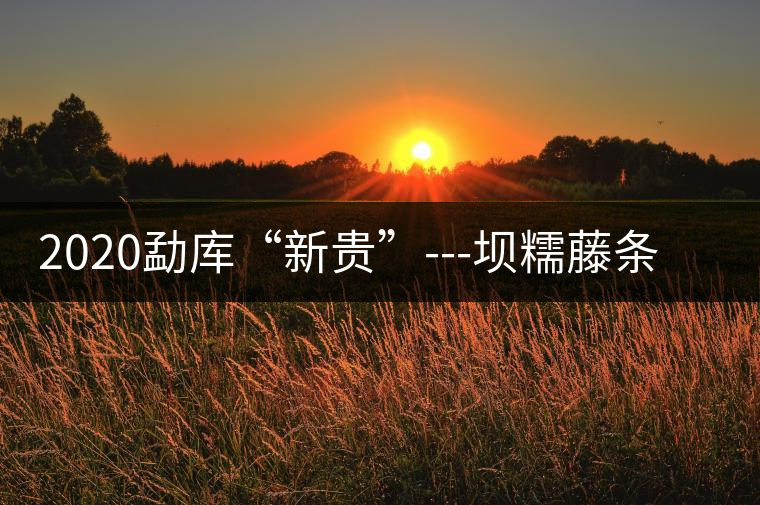 2020勐庫“新貴”---壩糯藤條茶，是如何一夜爆紅的？