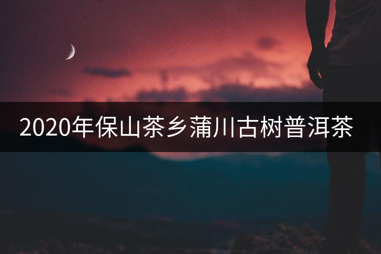 2020年保山茶鄉(xiāng)蒲川古樹普洱茶介紹