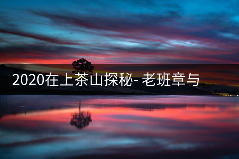 2020在上茶山探秘- 老班章與新班章，一母所生，一念之間，際遇迥異