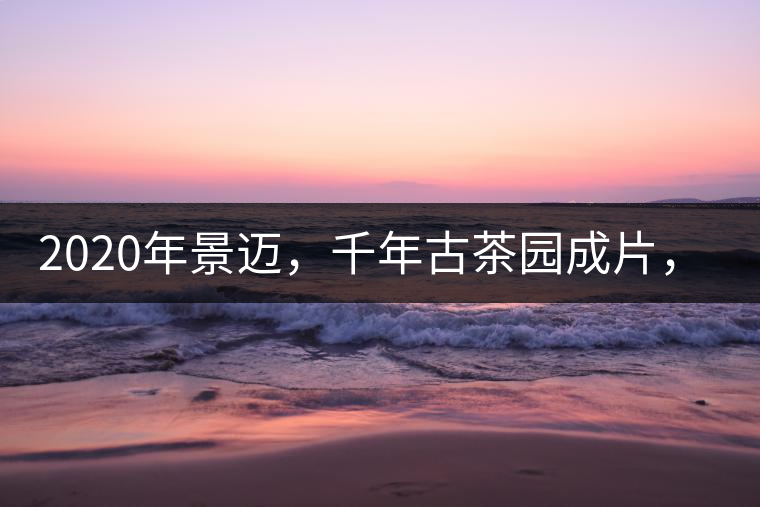 2020年景邁，千年古茶園成片，蘭花香堪稱一絕！
