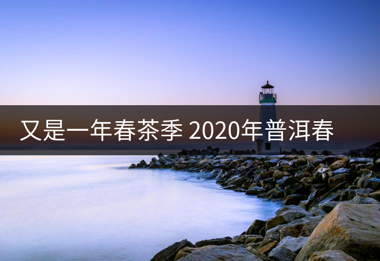 又是一年春茶季 2020年普洱春茶介紹 又是一年春茶季 2020年普洱春茶介紹